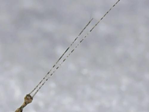 Cloeon dipterum